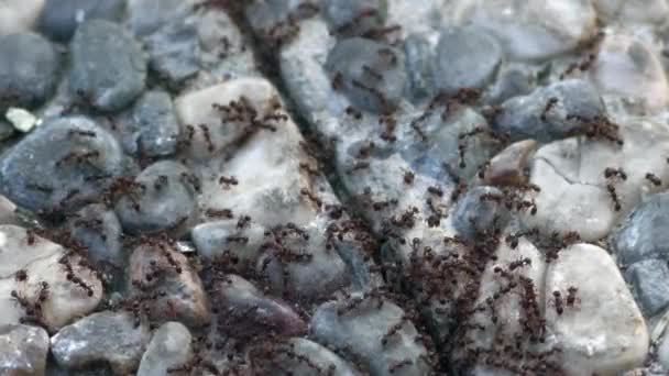 Nahaufnahme Einer Ameisenkolonie Die Auf Beton Und Steinboden Arbeitet — Stockvideo