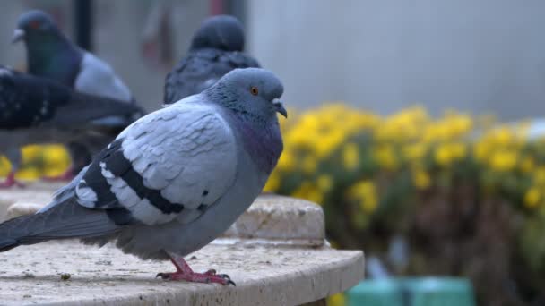成群的野鸽栖息在房顶上 — 图库视频影像