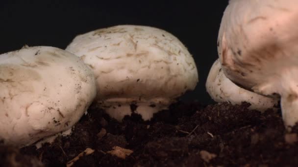 土壤生长过程中栽培蘑菇的摄食效果观察 — 图库视频影像