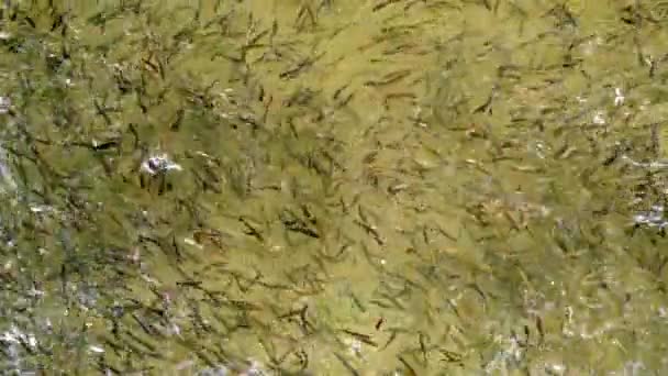 Szkoła Ryby Pstrąg Pływać Synchronizacji Razem Aby Uniknąć Niebezpieczeństw Karmić — Wideo stockowe