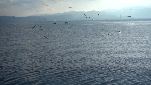 Möwenschwärme Fliegen Auf Dem Meer Zeitlupe — Stockvideo