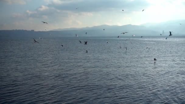 Rebanho Gaivotas Voando Mar Filmagem Câmera Lenta — Vídeo de Stock