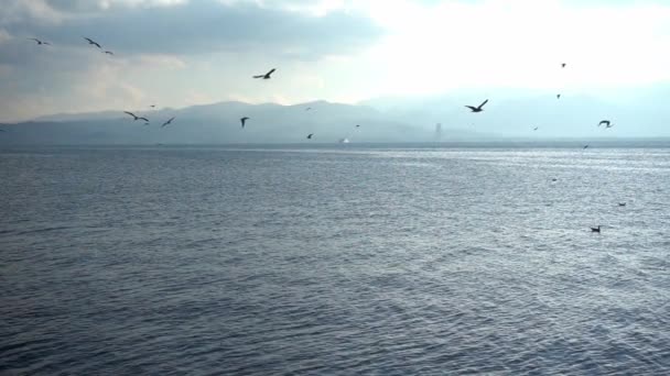 Rebanho Gaivotas Voando Mar Filmagem Câmera Lenta — Vídeo de Stock