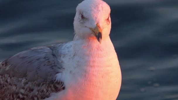 Close Shot Curious Seagull Při Pohledu Kameru Pláži Záběry — Stock video