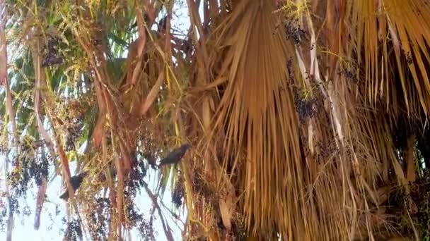 Sığırcık Kuşu Sürüsü Palmiye Ağacı Görüntülerindeki Meyve Tohumlarını Yiyor — Stok video