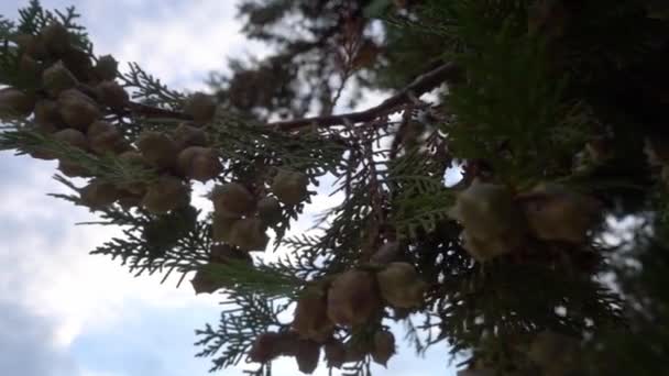 Newly Developed Raw Cones Pine Tree Branches — Stock Video