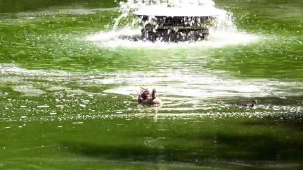 Wilde Eend Welp Zwemmen Het Groene Meer Met Fontein — Stockvideo