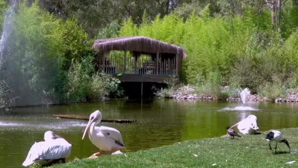 公園内の緑の湖の周りに住む水鳥 — ストック動画