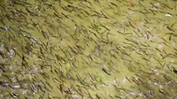 Scuola Pesce Trota Nuotare Sincronia Insieme Evitare Pericoli Nutrire Imparare — Video Stock