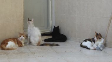 Sokak Kedileri Beslenmek İçin Bir Evin Kapısında Bekliyor.