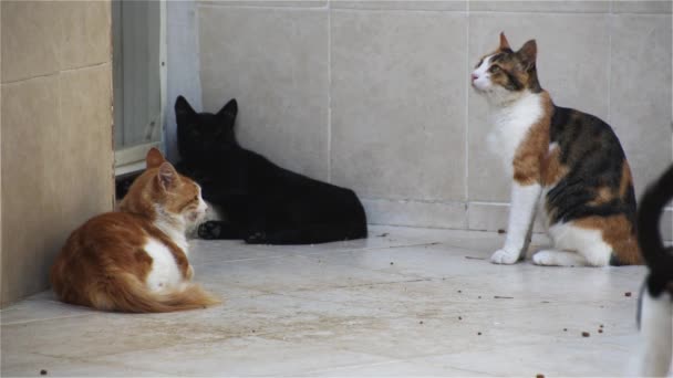 Уличные Кошки Ждут Дверей Дома Накормить Бездомных — стоковое видео