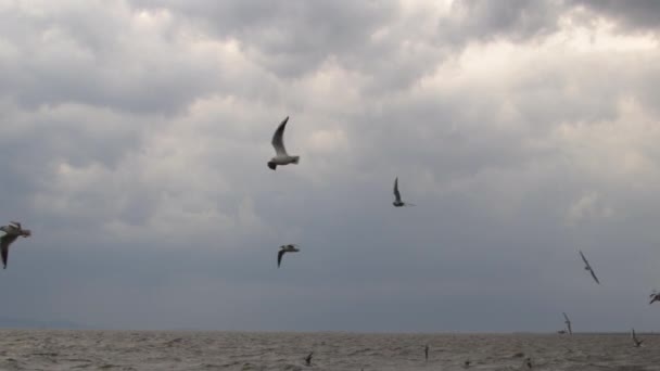 Flock Måsar Som Flyger Stormiga Himmelsbilder — Stockvideo