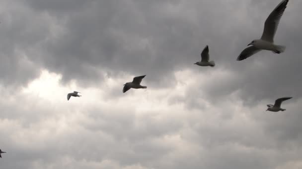 Slow Motion Flock Seagulls Flying Stormy Cloudy Sky Footage — Stock Video
