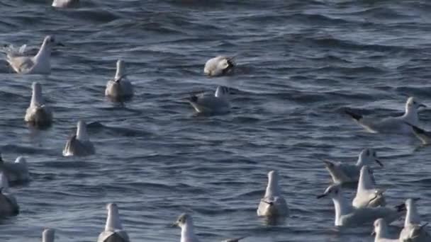 Flock Måsar Simma Blå Oceanens Vatten Slow Motion — Stockvideo