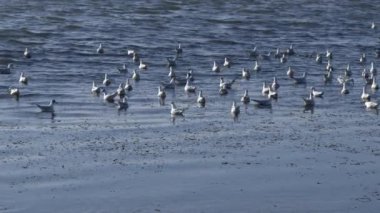 Seagull Flock Taking Off from Blue Ocean Water in Slow Motion