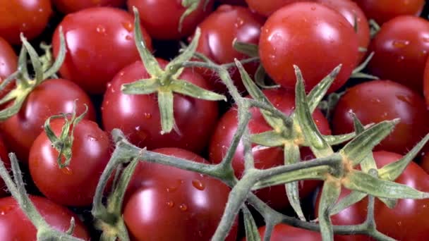 閉じると新鮮なトマトの詳細ショットの山 — ストック動画