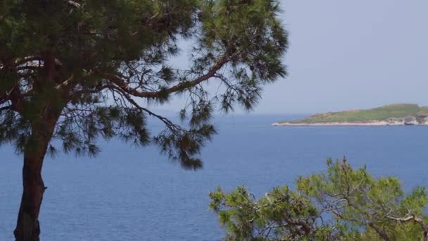 Çam Ağaçları Okyanus Adası Skyline Görüntüleri — Stok video