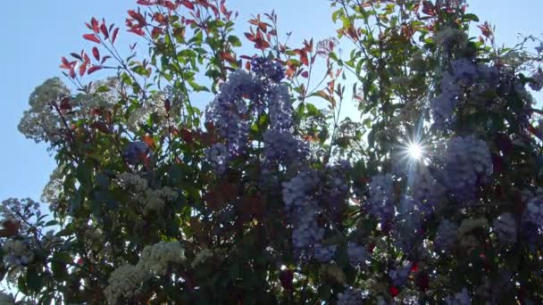 春の花を通して輝く太陽光線 花を通して輝く太陽と春の枝を持つ庭 — ストック動画