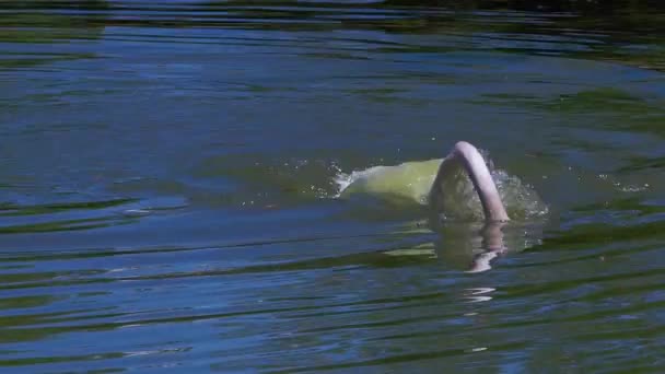 Primer Plano Cisne Blanco Flotando Agua Del Lago — Vídeo de stock