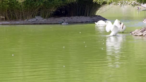 Mallard Kacsa Hattyúk Lebegnek Tóban — Stock videók