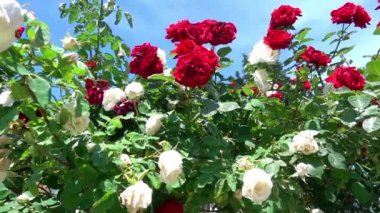 Bahçedeki Kırmızı ve Beyaz Sarmaşık Gülleri Çekimi.