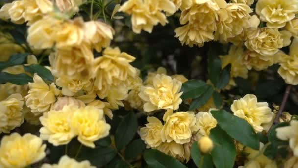 Macro Dolly Shot Yellow Wild Rose Ivy Blossom Στο Κοντινό — Αρχείο Βίντεο