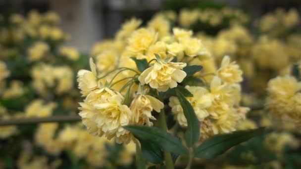 Macro Dolly Shot Yellow Wild Rose Ivy Blossom Στο Κοντινό — Αρχείο Βίντεο