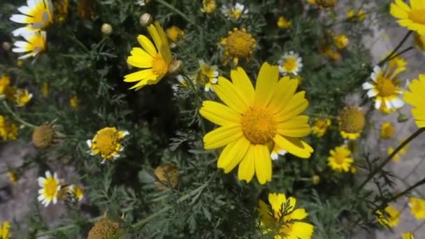 Dolly Shot Yellow Daisy Flowers Garden Çiçek Açtı — Stok video
