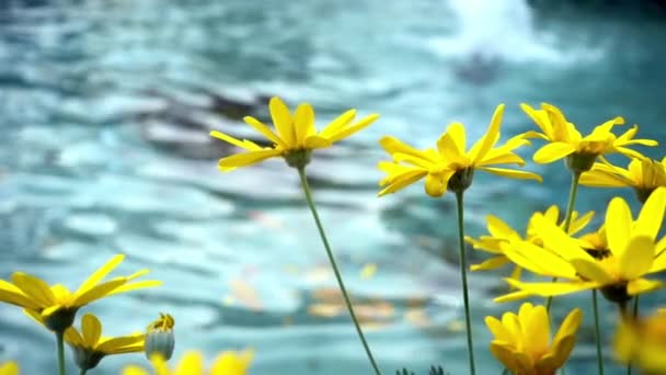 Dolly Shot Fleurs Jaunes Marguerite Près Eau Piscine — Video