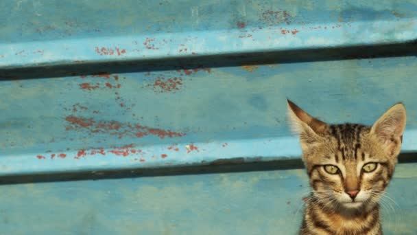 Zewnątrz Która Straciła Matkę Płacze Kotek Mały Kotek Meowing — Wideo stockowe