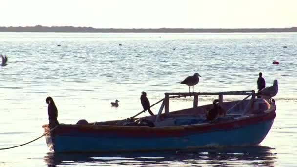 Seabirds Sunbathing Relaxing Old Wooden Fishing Boat — Stock Video