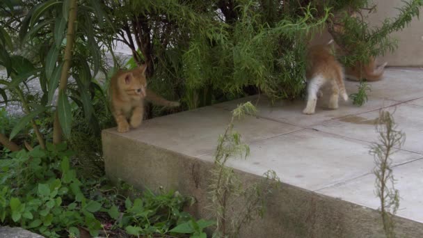 Ciekawe Słodkie Małe Koty Bawiące Się Trawie — Wideo stockowe
