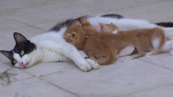 Stiefmoeder Kat Borstvoeding Haar Kitten Een Betonnen Vloer — Stockvideo