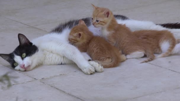 Stiefmoeder Kat Borstvoeding Haar Kitten Een Betonnen Vloer — Stockvideo