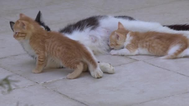Stiefmutter Katze Stillt Ihr Kätzchen Auf Einem Betonboden — Stockvideo