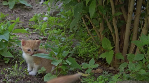 Çimenlerde Oynayan Meraklı Şirin Kediler — Stok video