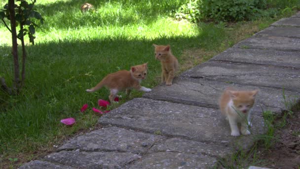 Curious Cute Little Cats Playing Grass — Stock Video