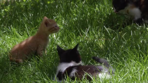 Neugierige Süße Kleine Katzen Die Auf Dem Rasen Spielen — Stockvideo