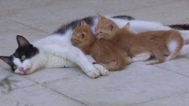 Stiefmoeder Kat Borstvoeding Haar Kitten Een Betonnen Vloer — Stockvideo
