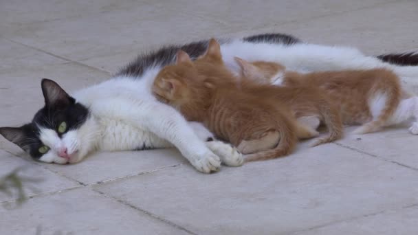 Stiefmoeder Kat Borstvoeding Haar Kitten Een Betonnen Vloer — Stockvideo