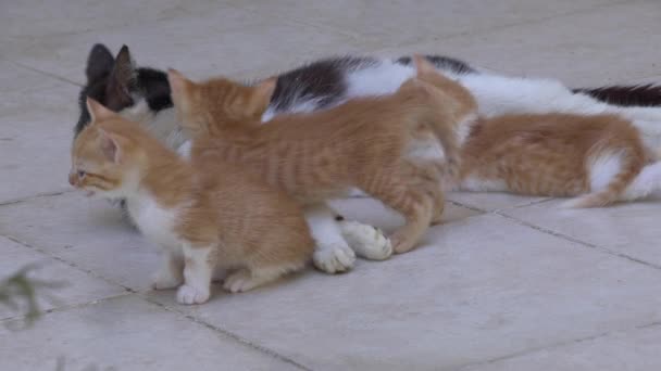 継母猫は彼女の子猫をコンクリート床に授乳 — ストック動画