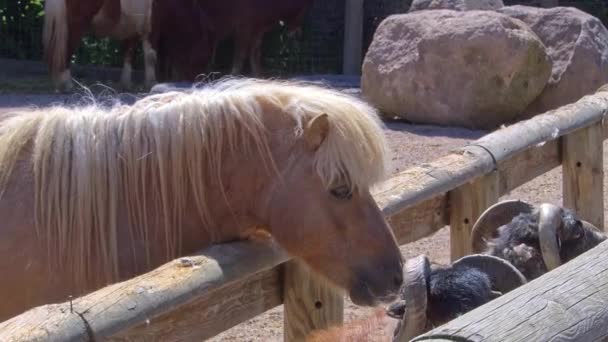 Eine Menschliche Hand Streicht Seinem Ponypferd Über Die Haare Liebt — Stockvideo
