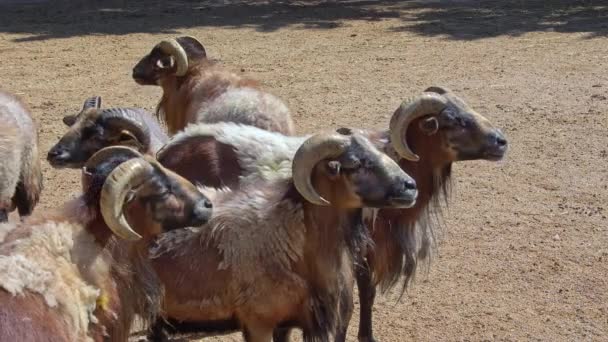 Herd Brown Sheep Rumming Barn Watching — Stock Video
