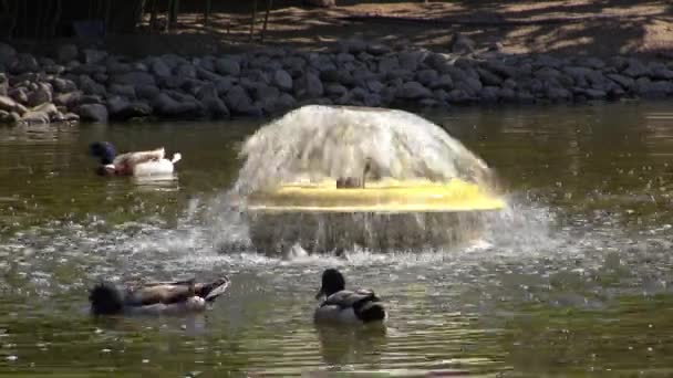Mallard Eenden Zwemmen Rond Fontein Water Het Park — Stockvideo