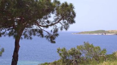 Çam Ağacı ve Okyanus Adası yamacı. Okyanusa Karşı Tepe 'deki Çam Ağaçlarına Yaklaşan Kamera.