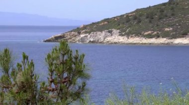 Çam Ağacı ve Okyanus Adası yamacı. Okyanusa Karşı Tepe 'deki Çam Ağaçlarına Yaklaşan Kamera.