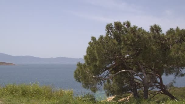 Pine Tree Ocean Island Slope Camera Approaching Pine Trees Hill — Vídeos de Stock