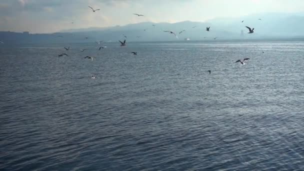 Disparo Cámara Lenta Gaviotas Volando Gris Cielo Nublado — Vídeo de stock