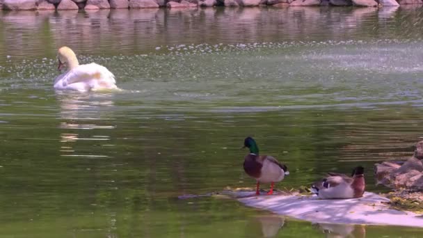 Water Birds Floating Bathing Lake — Stock Video