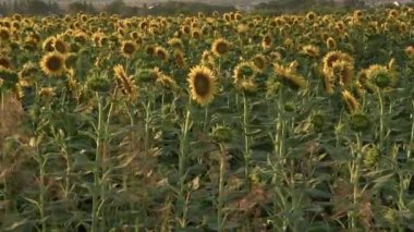 Bir Tarlada Çiçek Açan Ayçiçekleri.